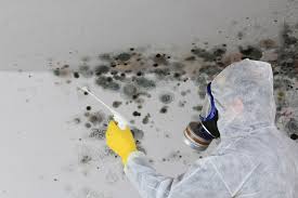 Best Commercial Mold Inspection  in Paradise, CA